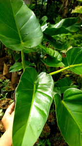 Tanaman Hias Hidup: Manfaat dan Tips untuk Ruangan Anda