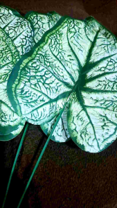 Daun Keladi Putih Artificial: Dekorasi & Tanaman Hias Palsu