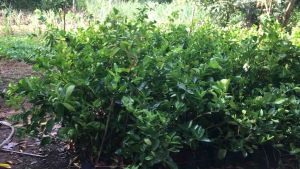 3ต้น 200 กิ่งมะนาว การผลิต ไร้เมล็ด ตาฮิติ ทนโรคดูแลง่าย