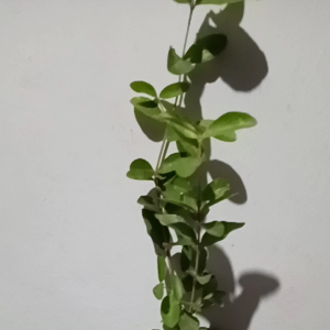 Limited Bibit cherry vietnam hasil stek batang/ cangkok siap berbuah