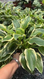 #Hosta #ต้นฮอสต้า เป็นพืชประดับใบด่าง ดอกกลิ่นหอม มีหน่อสามารถรับประทานได้ เลี้ยงง่ายและเจริญเติบโตได้ดีในไทยค่ะ #ฮอสต้า เป็นไม้ตระกูลเดียวกันกับหญ้าเอ็นยืดแต่มีขนาดใหญ่กว่า เติบโตได้ดี หน่ออ่อนกินได้นะคะ ขยายด้วยการแตกกอแตกหน่อ เมล็ดสามารถเพาะได้ #ฮอส