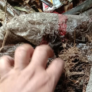 HUMUS DAUN BAMBU/kemasan plastik 5liter