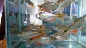 Hiasan Aquarium Buenos Isi 10 Siap kirim