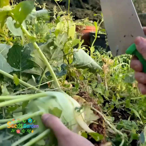 50 BUTIR BIJI/BENIH TANAMAN KOHLRABI HIJAU