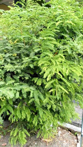 DAUN SINOM SEGAR PETIK POHON NON PEPTISIDA