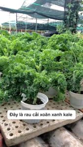Hạt Giống Cải Xoăn Xanh Kale F1 Dễ Trồng Giàu Vitamin