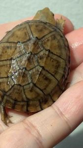 红面泥龟3.9cm Red-cheeked turtle as photo