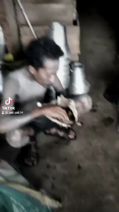 Darnuka ukuran 8inch motif tanpa tas gratis kunci L