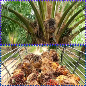 HS premium 10-16-20+TE Baja Air 肥水 Baja sawit baja foliar/lagi padu -baja durian /baja buah-buahan