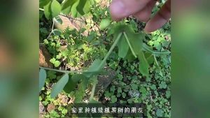 Tumbuhan hijau pokok buah-buahan pokok membetulkan klip strap pengancing pokok anggur anak pokok memanjat pokok anggur batang sokongan buah dan sayuran anak benih lapan aksara gancu Garden Plant Rumah Home