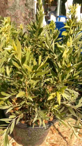 แปรงล้างขวดแคระขาว กระถาง 11 นิ้ว ต้นสวยและแข็งแรง (กทม)