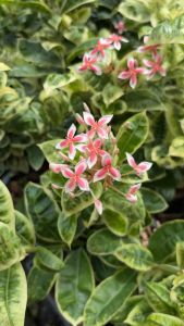 🌸🌸 เข็มด่างชมพูแคระใต้หวัน🌸🌸“สวยมากกกก“(West Indian Jasmine - Dwarf Variegated Leaved ) ต้นเข็มไต้หวันด่าง เป็นไม้พุ่มทรงเตี้ย ใบด่าง ดอกสีชมพู สวยน่ารัก เป็นเข็มที่หาชมได้ยาก พอสมควร ดอกมี 2 โทน สี หวานมาก ใบเป็นด่างขาวโด่ดเด่นสุดๆ ชอบแดด ออกดอกตลอ