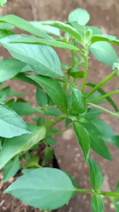 Bibit tanaman kemangi lalapan