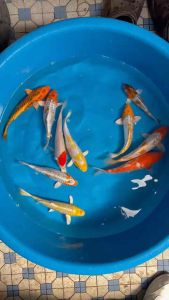 JAPAN KOI LOCAL BREED 8/9” HIGH GRADE 10pcs RAMADHAN COMBO OFFER RM1688  + shipping RM100 ( 2 boxes ) with FREE GIFTS !!