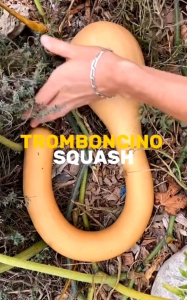 (KEMASAN PREMIUM) BIJI/ BENIH LABU CROOKNECK SQUASH (isi -+20 butir benih)