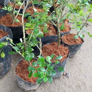 Cây Nguyệt quế ( Chiết nhánh )