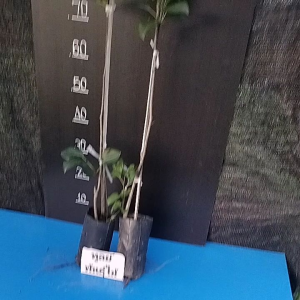 ต้นแพรแดง ต้นเสียบยอด 2 ปี สูง 80-100 ซม ปลูกได้ดีในเขตร้อน