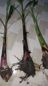 cây chuối đủ loại ( chuối già  chuối sáp chuối xiêm  chuối cau )