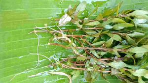 Ludwigia Polysperma Tanaman Aquascape Hiasan Aquarium
