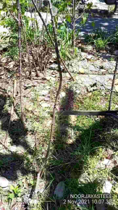 alat pencabut pohon singkong