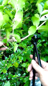 catok bonsai krekut bonsai cembung carbon