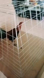 KANDANG JEMURAN AYAM/KANDANG PIRAMID UKURAN 80X70X50