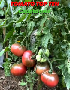 6 BUTIR BIJI/BENIH TOMAT JUMBO BEEFSTEAK CHEROKEE PURPLE