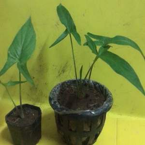 ว่านพญาหอกหัก ว่านมงคล ว่านโบราณหายาก