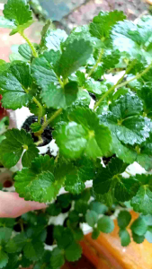 Dâu tây MỸ ABION ( combo 10 cây mô vỉ - chuẩn giống)