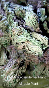 Milagrosa Plant Miracle Plant Pakong tulog 10 grams Outdoor & Garden Gardening Plants Seeds Bulbs