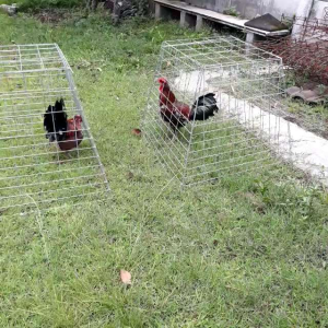 Kurungan ayam galvanis