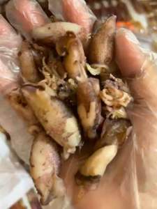 หมึกกระตอยต้มเเห้งสดใหม่สะอาด