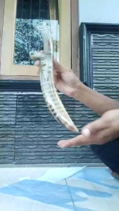 golok fulltanduk bule super ukir naga baja modern aisi d2