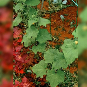 BIJI BENIH TIMUN JEPANG RONALDO (REPACK)