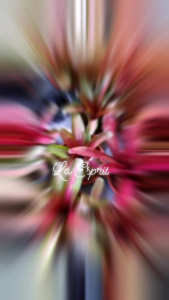 Neoregelia Bromeliad Green Hanging Plant