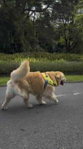 สายรัดตัวสุนัข FLY HARNESS