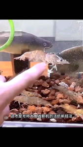 Kail Untuk Udang Hidup Untuk Memancing di Sungai Atau laut Harga per 1 buah