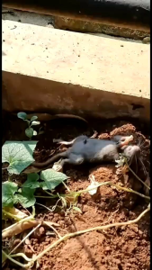 Racun tikus super paling ampuh100 gr sampai 250 gr  KLERAT 0.005BB tikus mati kering paling ampuh 100 gr sampai 250 gr harga murah kualitas Bagus siap pakai tanpa ribet
