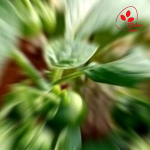 Bibit Leunca Miranti Super: Lebat Mudah Tumbuh & Tahan Hama