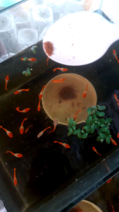 Cám Thái Inve 3/5 đạm 50>% tốt cho cá .