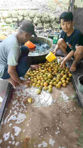 sawo madu /simadu 1kg khas pangandaran