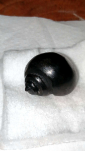 Batu keong buntet warna hitam akik ori