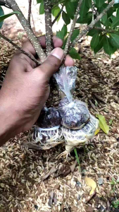 Bibit Kimeng Ukuran Batang Pena/Pulpen Paket Isi 10\\n\\n Apa itu Bibit Tanaman Mudah Tumbuh?\\n\\nBibit tanaman mudah tumbuh adalah benih atau bagian tanaman yang dapat ditanam dan tumbuh dengan cepat. Dalam konteks ini, kita akan membahas bibit kimeng, yaitu tanaman hias yang memiliki ukuran batang sebesar pena atau pulpen. Bibit kimeng ini sangat cocok untuk ditanam di pot dan memberikan keindahan alami pada ruangan atau teras Anda.\\n\\n Manfaat Tanaman Kimeng dalam Pot\\n\\nTanaman kimeng dalam pot memiliki banyak manfaat, seperti:\\n\\n- Meningkatkan kualitas udara indoor\\n- Mengurangi stres dan meningkatkan mood\\n- Memberikan warna dan kehidupan pada ruangan\\n\\n Ukuran Batang Bibit Tanaman Hias\\n\\nBibit kimeng yang kami tawarkan memiliki ukuran batang sebesar pena atau pulpen, sehingga mudah ditanam dan dirawat. Ukuran ini memungkinkan tanaman untuk tumbuh dengan cepat dan menyebar di pot.\\n\\n Cara Menanam Bibit Kimeng Ukuran Batang Pena/Pulpen\\n\\nBerikut adalah langkah-langkah untuk menanam bibit kimeng ukuran batang pena/pulpen:\\n\\n Persiapan Media Tanam\\n\\nSebelum menanam bibit kimeng, persiapkan media tanam yang sesuai. Gunakan campuran tanah humus, pasir, dan kompos dengan perbandingan 3:1:1. Pastikan media tanam memiliki porositas yang baik agar akar tanaman dapat bernafas dengan baik.\\n\\n Teknik Penanaman Bibit Kimeng\\n\\nSetelah media tanam siap, letakkan bibit kimeng di atas media tanam dan tutupi dengan tanah sekitar 1 cm. Pastikan jarak antara bibit-bibit adalah sekitar 10 cm agar tanaman dapat tumbuh dengan baik.\\n\\n Perawatan Bibit Kimeng Ukuran Batang Pena/Pulpen\\n\\nUntuk menjaga kesehatan dan pertumbuhan tanaman kimeng, berikut adalah beberapa tips perawatan:\\n\\n Penyiraman dan Pemupukan\\n\\nSiramlah tanaman secara rutin setiap hari, terutama saat cuaca panas. Jangan biarkan tanah menjadi terlalu kering atau terlalu basah. Gunakan pupuk organik seperti kompos atau pupuk cair secara berkala untuk memberikan nutrisi tambahan bagi tanaman.\\n\\n Penyinaran dan Pengaturan Suhu\\n\\nPastikan tanaman mendapatkan sinar matahari secara langsung selama 4-6 jam setiap hari. Jika suhu lingkungan terlalu panas, pindahkan tanaman ke tempat yang teduh. Jika suhu terlalu dingin, pindahkan tanaman ke tempat yang hangat.\\n\\n Kelebihan Paket Isi 10 Bibit Kimeng\\n\\nPaket isi 10 bibit kimeng memiliki beberapa kelebihan, seperti:\\n\\n- Hemat biaya dan waktu karena Anda tidak perlu membeli bibit satu per satu\\n- Keberagaman varian tanaman yang bisa Anda pilih sesuai dengan selera dan kebutuhan Anda\\n\\n Kesimpulan\\n\\nMemilih bibit tanaman berkualitas sangat penting untuk mendapatkan hasil yang maksimal. Bibit kimeng ukuran batang pena/pulpen paket isi 10 adalah pilihan yang tepat bagi Anda yang ingin menanam tanaman hias di pot. Ikuti langkah-langkah penanaman dan perawatan yang telah disebutkan di atas untuk mendapatkan tanaman yang sehat dan indah.\\n\\n Tips Membeli Bibit Kimeng Ukuran Batang Pena/Pulpen\\n\\nBerikut adalah beberapa tips untuk membeli bibit kimeng ukuran batang pena/pulpen:\\n\\n- Pilih bibit yang terlihat sehat dan tidak memiliki tanda-tanda penyakit\\n- Periksa kualitas media tanam yang digunakan\\n- Tanyakan kepada penjual tentang teknik penanaman dan perawatan yang tepat\n}