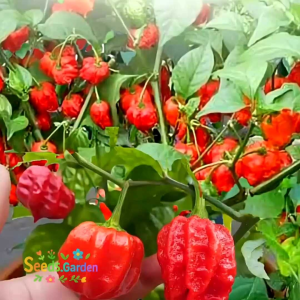 7 BUTIR BIJI BENIH CABE CARAMEL CAROLINA REAPER