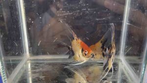 Red Devil/Red Koi Angelfish / Freshwater 大红袍神仙鱼