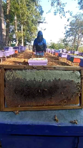 Madu Murni Asli Nektar Akasia Carpa 250gr