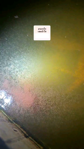 หัวเชื้ออาหารไรแดงน้ำใส สูตรM.R.3 แตกตัว 3 เด้ง อาหารไรแดงน้ำใส 200 ml อาหารเลี้ยงไรแดงสำเร็จรูป Feed The Moina Macrocopa.