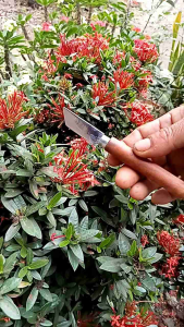 pisau ukir kayu tanduk  bambu pisau ukir multifungsi