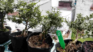 Linh sam 86 mini bonsai ( có sỉ)