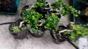 Sam trái( sam núi) mini bonsai ( có sỉ)